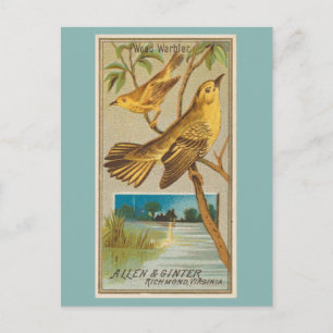 Postal Wood Warbler