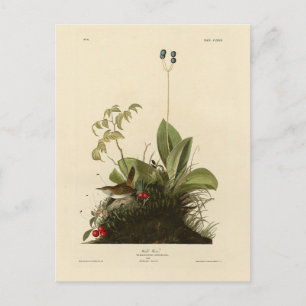 Postal Wood Wren (House Wren), las aves de América de Aud