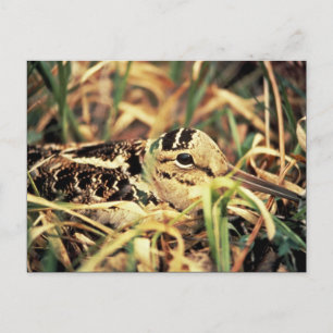 Postal Woodcock en Nest