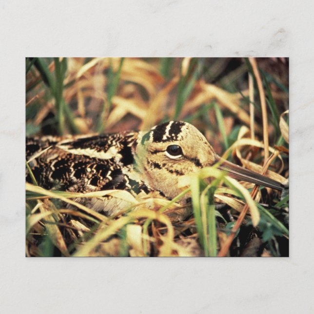 Postal Woodcock en Nest (Anverso)