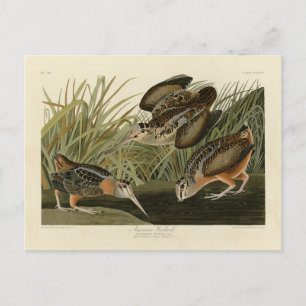 Postal Woodcock estadounidense de los pájaros de América