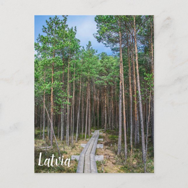 Postal Wooden trail in pine forest (Anverso)