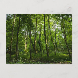 Postal Woodland. Bosque de Blackweir, Parque Bute, Cardif