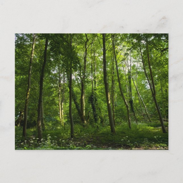 Postal Woodland. Bosque de Blackweir, Parque Bute, Cardif (Anverso)