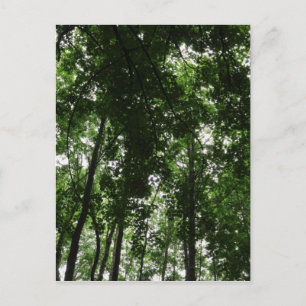 Postal Woodland Canopy 01