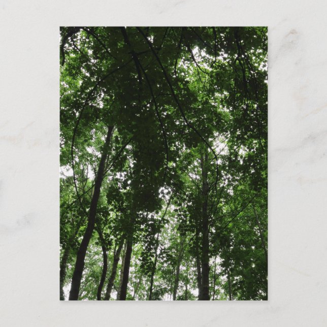 Postal Woodland Canopy 01 (Anverso)