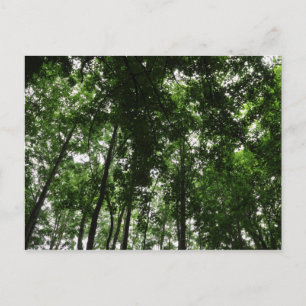 Postal Woodland Canopy 01