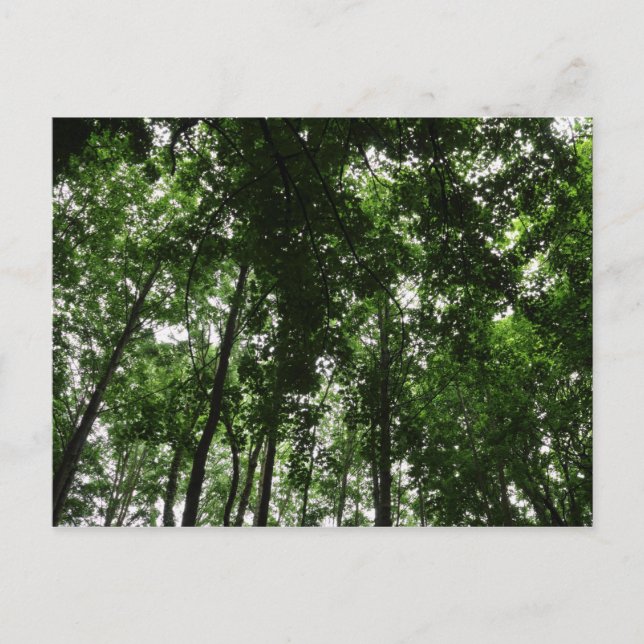 Postal Woodland Canopy 01 (Anverso)