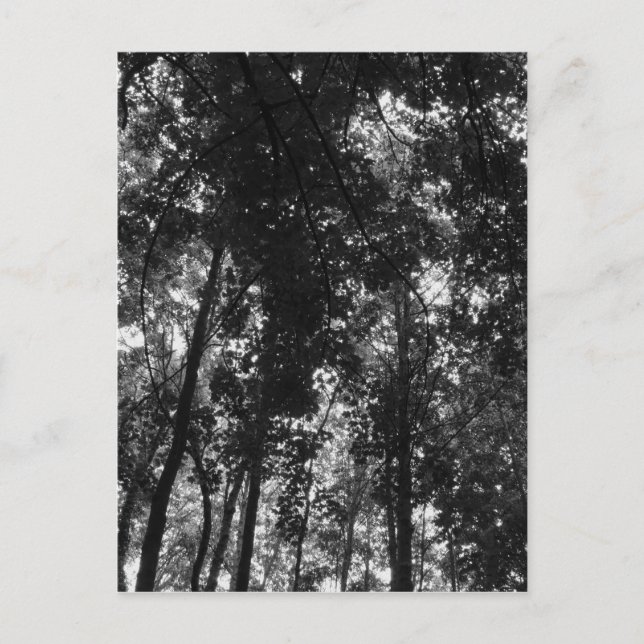 Postal Woodland Canopy 01 BW (Anverso)