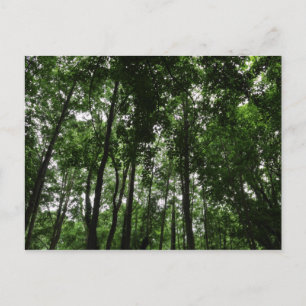 Postal Woodland Canopy 02