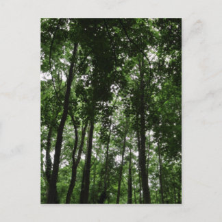 Postal Woodland Canopy 02