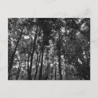 Postal Woodland Canopy 02 BW
