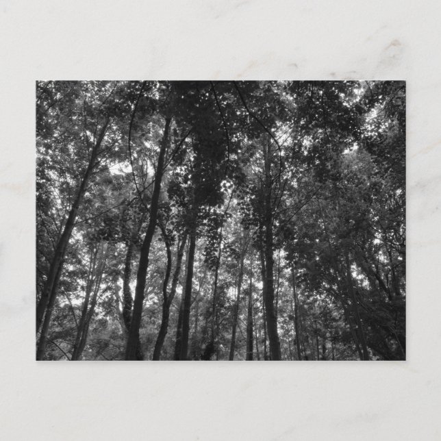 Postal Woodland Canopy 02 BW (Anverso)