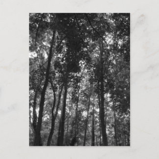 Postal Woodland Canopy 02 BW