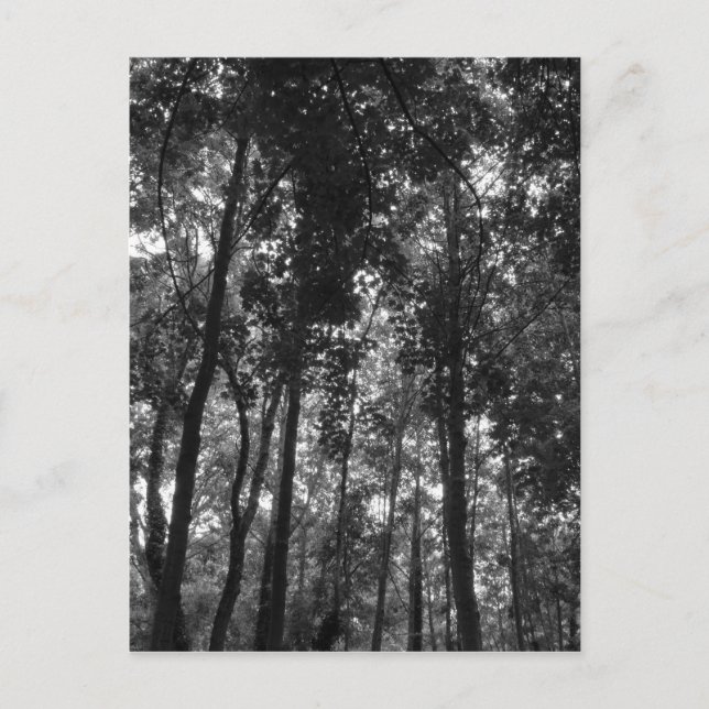 Postal Woodland Canopy 02 BW (Anverso)