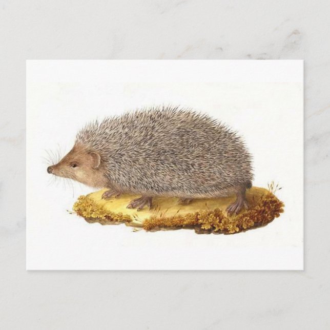 Postal Woodland Hedgehog (Anverso)