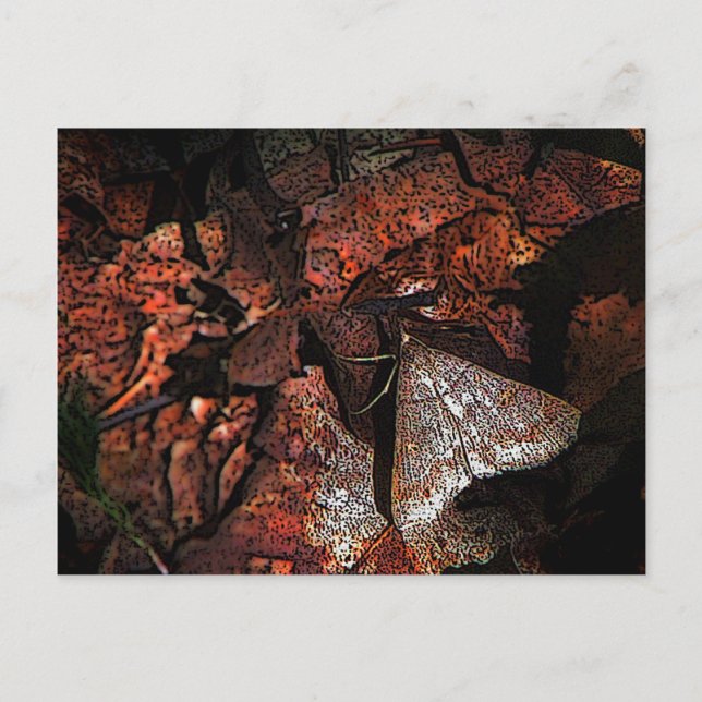 Postal Woodland Moth (Anverso)