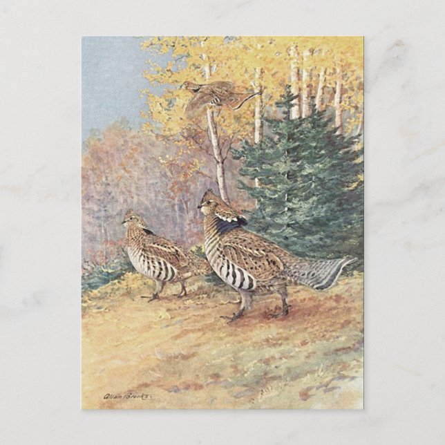 Postal Woodland Ruffed Grouse (Anverso)