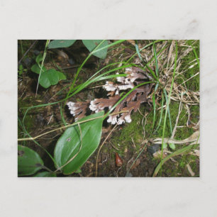 Postal Woodland Secret Garden