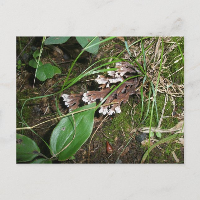 Postal Woodland Secret Garden (Anverso)