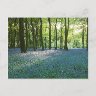 Postal Woodlands de la noche