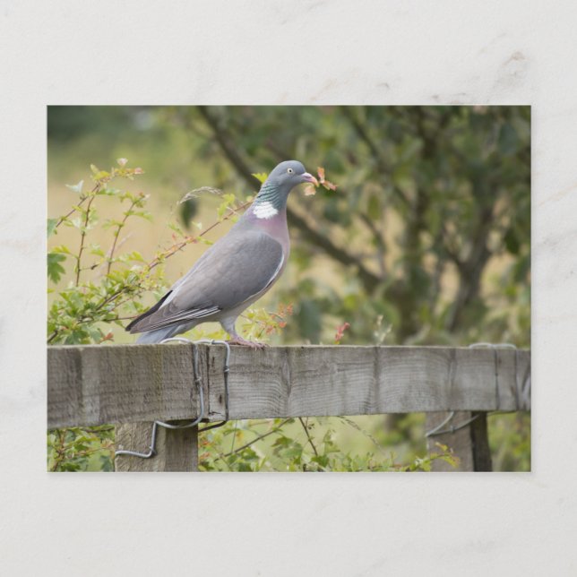 Postal Woodpigeon (Anverso)