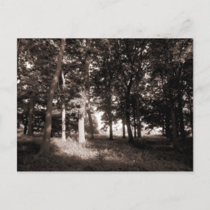 Postal Woods Bute Park, Cardiff II