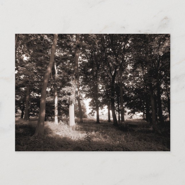 Postal Woods Bute Park, Cardiff II (Anverso)