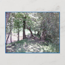 Postal Woods de Pond Photo Postcard