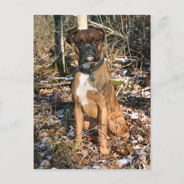 Postal Woods Walk Boxer (Anverso)