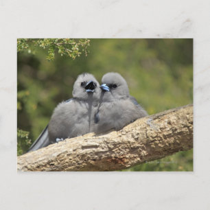 Postal Woodswallow de cara negra, Artamus cinereus