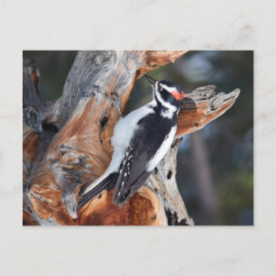 Postal "Woody Woodpecker" en el Parque Nacional Montañas