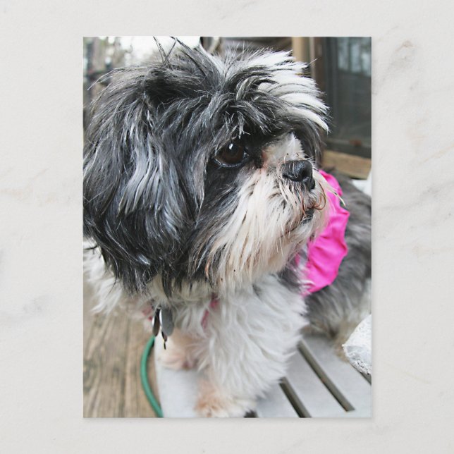 POSTAL ¡WOOF! (Anverso)