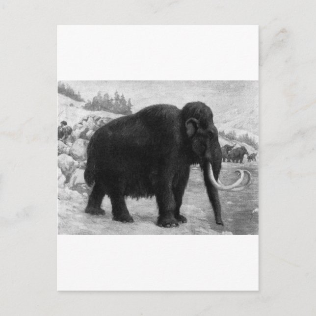 Postal Wooly Mammoth Mod Destiny (Anverso)