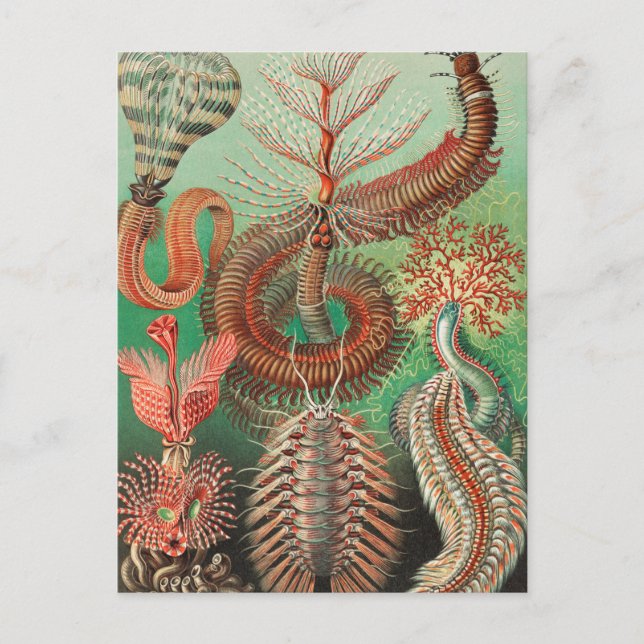 Postal Worms, Annelids Chaetopoda por Ernst Haeckel (Anverso)