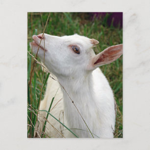 Postal Wow! Esta hierba es más alta que yo