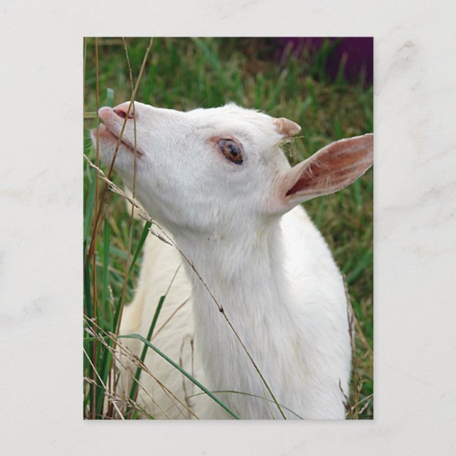 Postal Wow! Esta hierba es más alta que yo (Anverso)