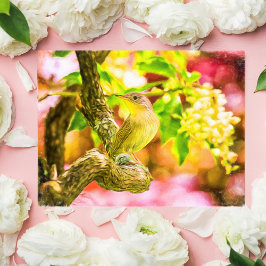 Postal Wren Bird de la casa pintada