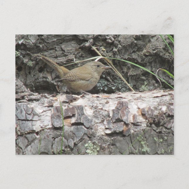 Postal Wren de casa (Anverso)