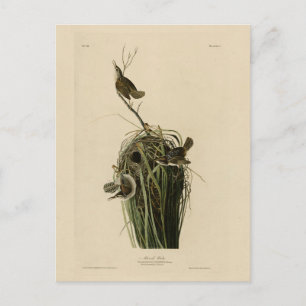 Postal Wren del pantano de los pájaros de América de Audu