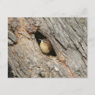 Postal Wren Postcard.