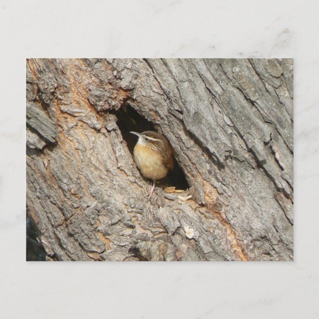 Postal Wren Postcard. (Anverso)