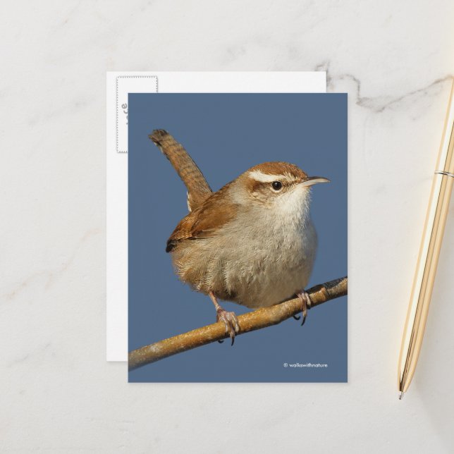 Postal Wren Songbird de Curious Bewick (Anverso/Reverso In Situ)