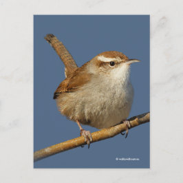 Postal Wren Songbird de Curious Bewick