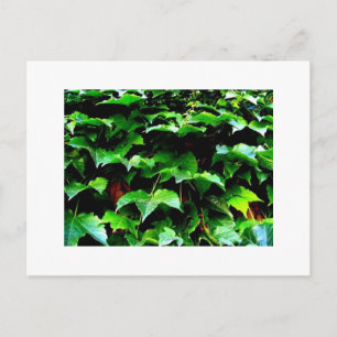 Postal Wrigley Field Ivy