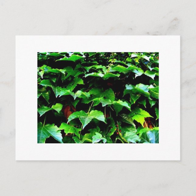Postal Wrigley Field Ivy (Anverso)