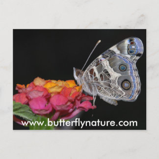 Postal www.butterflynature.com