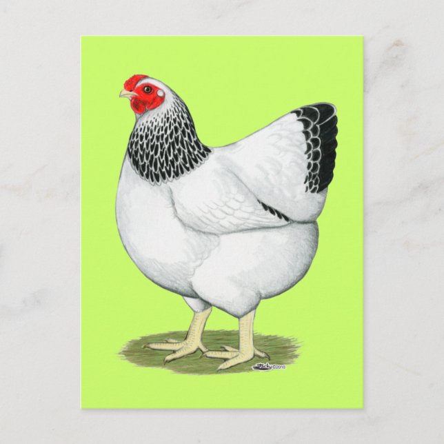 Postal Wyandotte:  Columbian Hen (Anverso)