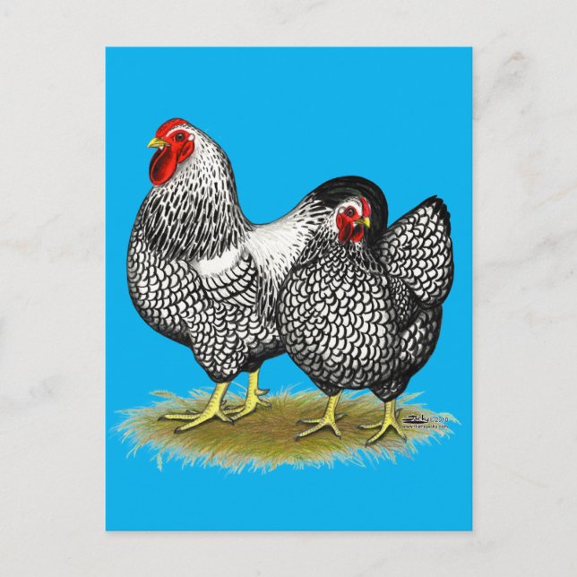 Postal Wyandotte:  Par plateado (Anverso)