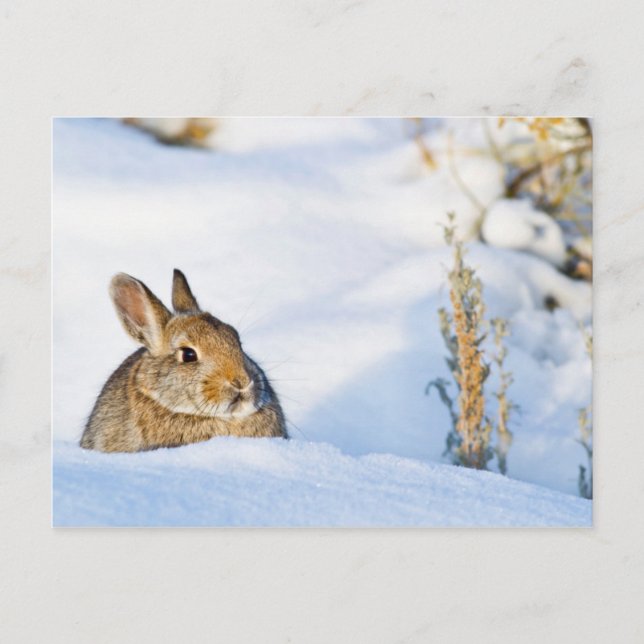 Postal Wyoming, condado de Sublette, conejo de Nuttall (Anverso)